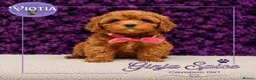 Cavapoo dogs for sale: 🐶 Beautiful F1 Cavapoo Puppies Ready Now 🐶 - Advert 5