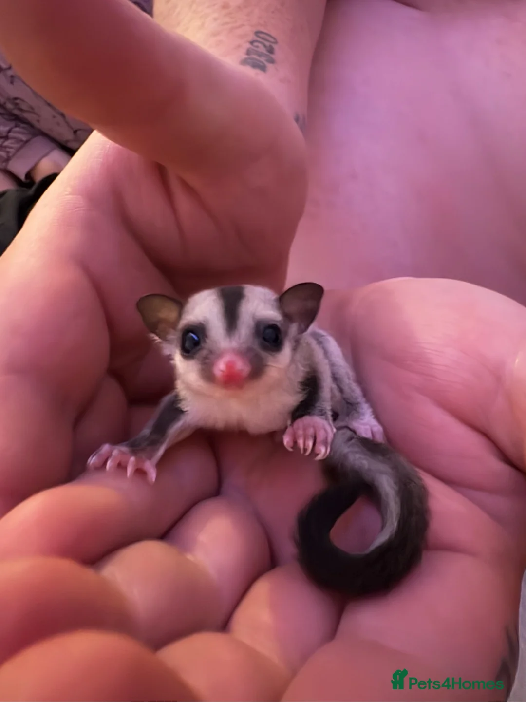 Sugar Glider rodents for sale: Male and female sugar gliders in Poulton-le-Fylde - Advert 1