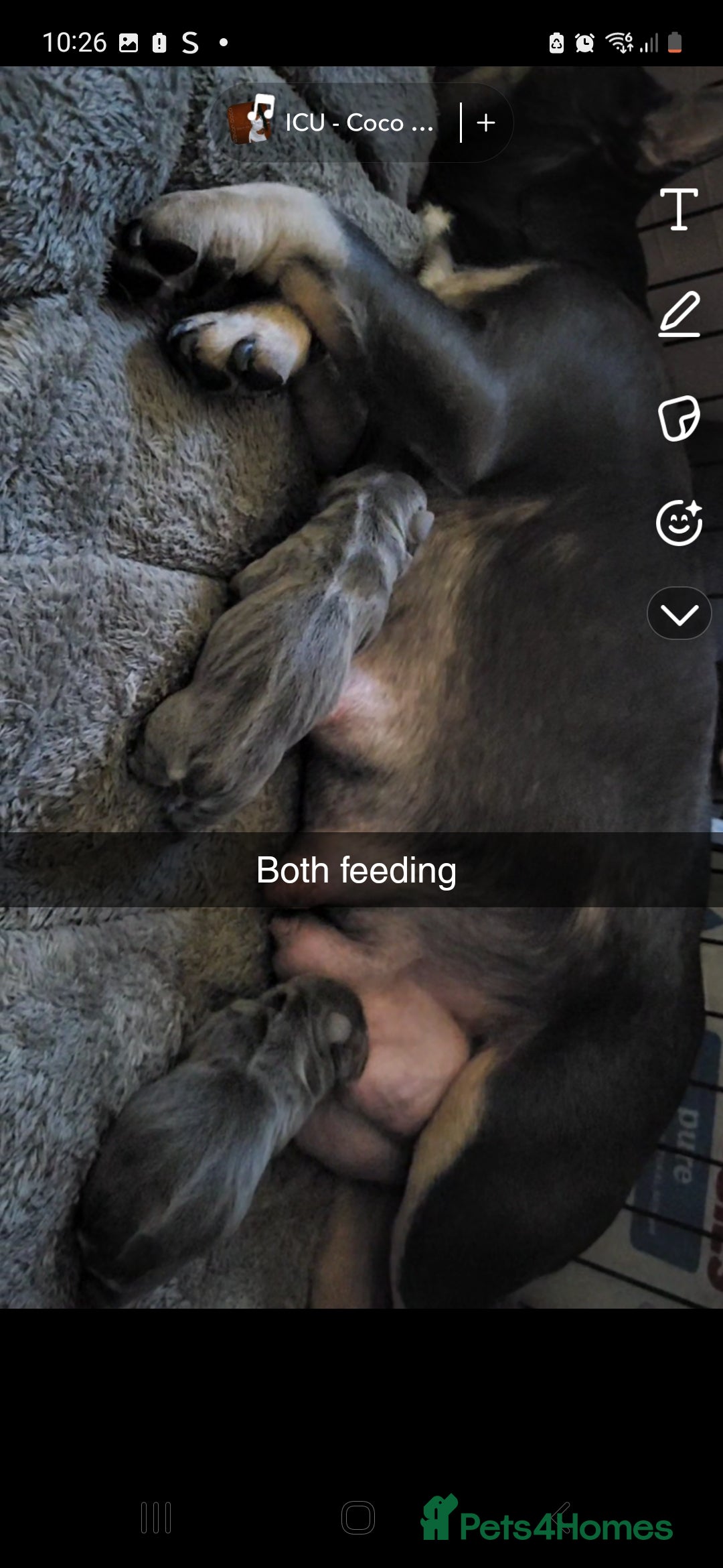 French Bulldog dogs for sale: Frenchie pups  - Advert 7