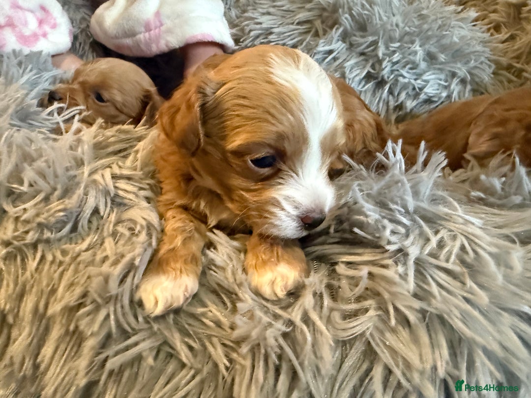 Maltipoo dogs for sale: Real life teddy bear f1 Maltipoos ❤️💥 - Image 25