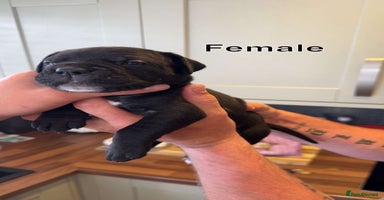 Cane Corso dogs - Advert 10