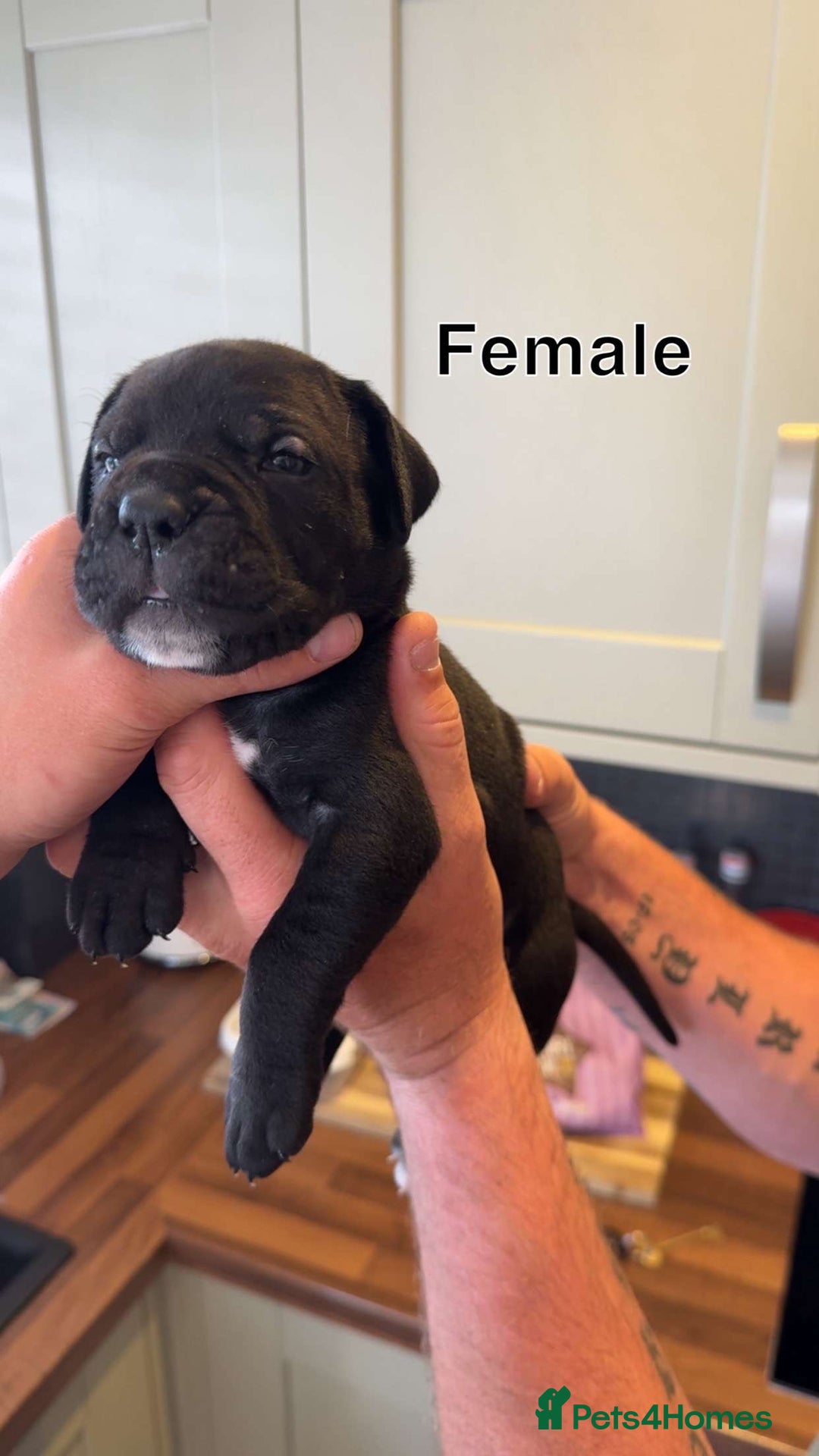 Cane Corso dogs for sale: Cane Corso Puppies - Image 3