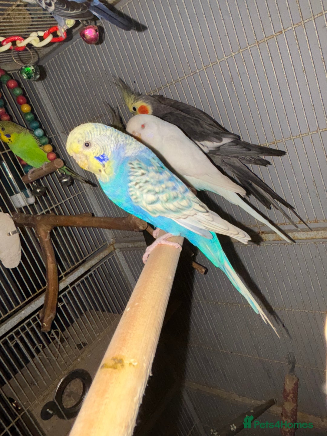 Cockatiels birds for sale: Cockatiels budgies and kakarikis for sale  - Image 5