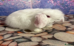 Mini Lion Lop rabbits for sale: Double mane lionlops ready 23rd Oct  - Image 10