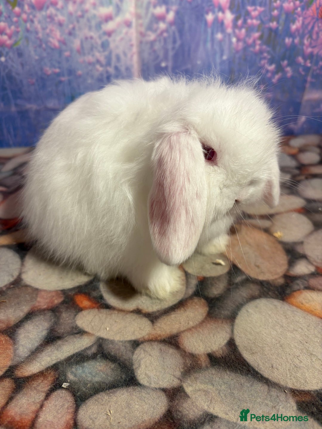 Mini Lion Lop rabbits for sale: Double mane lionlops ready 23rd Oct  - Image 10