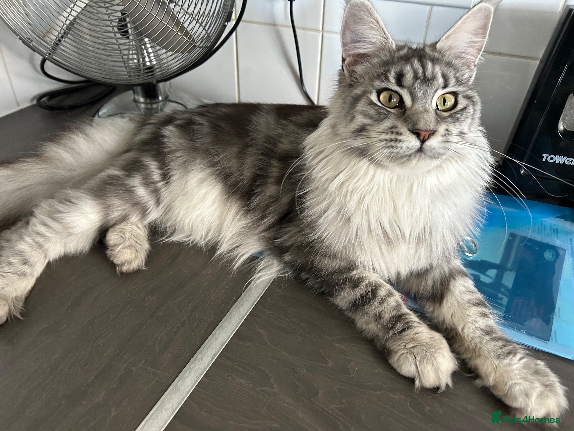 Maine Coon cats Stunning 2 year old Female Maine Coons  - Advert 2