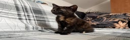Mixed Breed cats for sale: Pepper - Advert 4