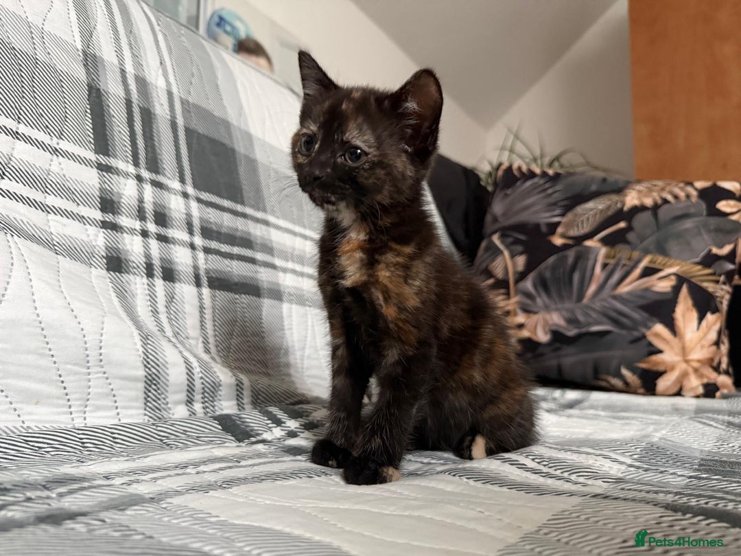 Mixed Breed cats for sale: Pepper - Advert 4