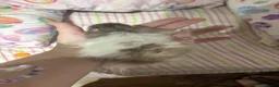 Hamster rodents for sale: Long hair Male Syiran hamster  - Advert 8