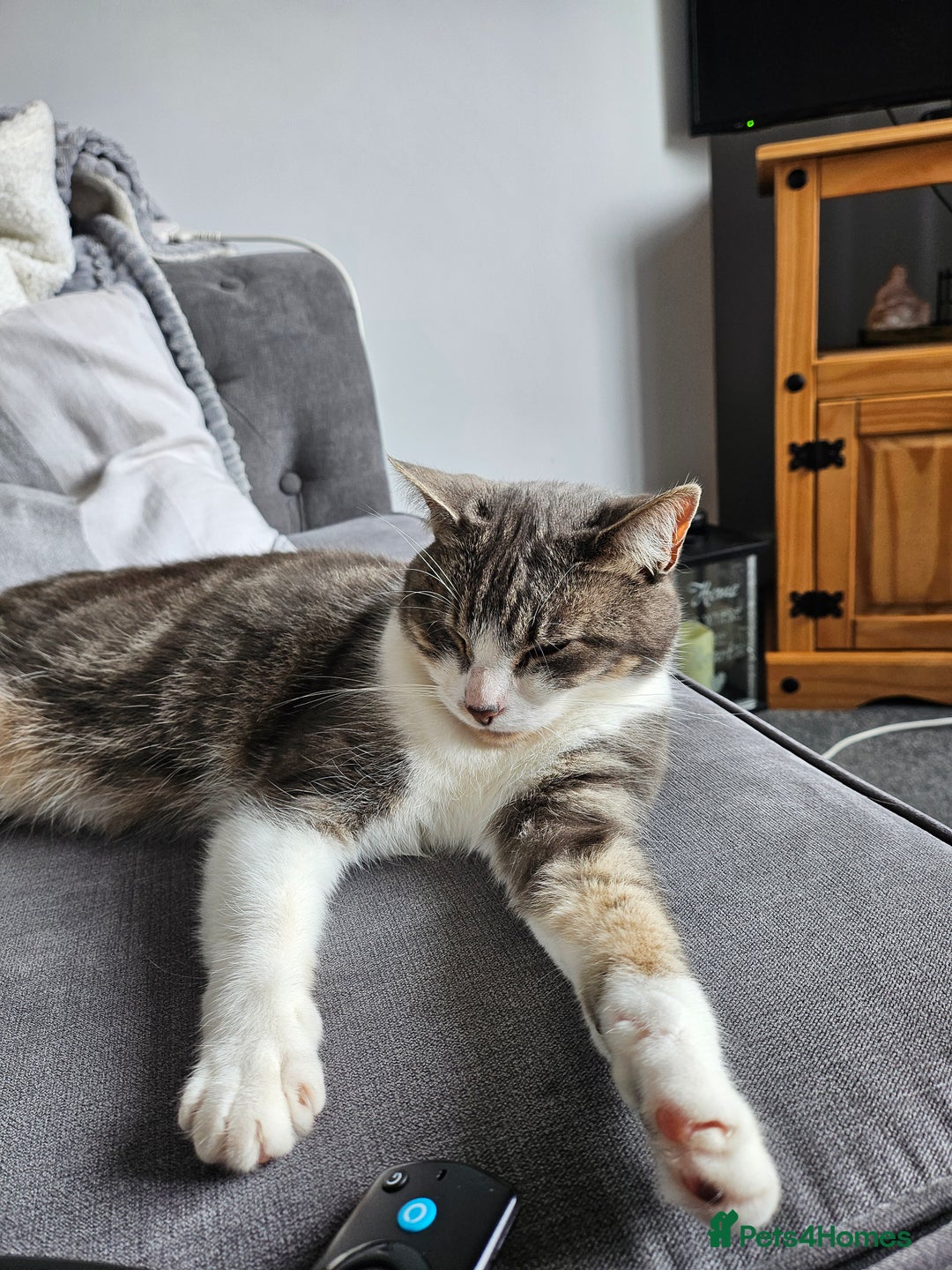 Mixed Breed cats for sale: Duchess for rehoming - Advert 4