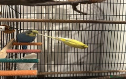 Budgerigars birds for sale: Budgie pair of bonded males (please read)  - Image 2