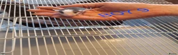 Rat rodents for sale: Baby male and female dumbos and rex rats  - Advert 18