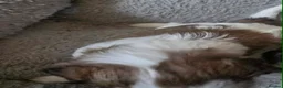 Shih Tzu dogs for sale: LOVELY  SHIH TZU PUPPIES - Advert 6