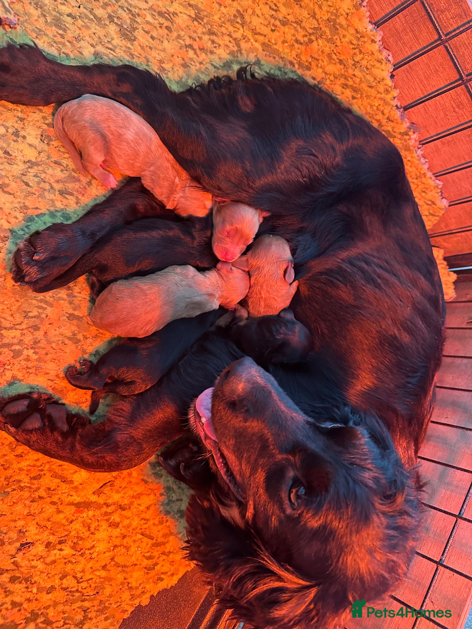 Cockapoo dogs 🐾Adorable Cockapoo Puppies🐾 - Advert 1