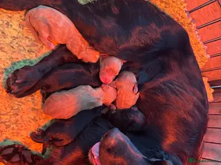 Cockapoo dogs 🐾Adorable Cockapoo Puppies🐾 - Advert 1