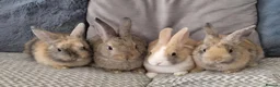 Mini Lion Lop rabbits for sale: Mini lion lops - Advert 1