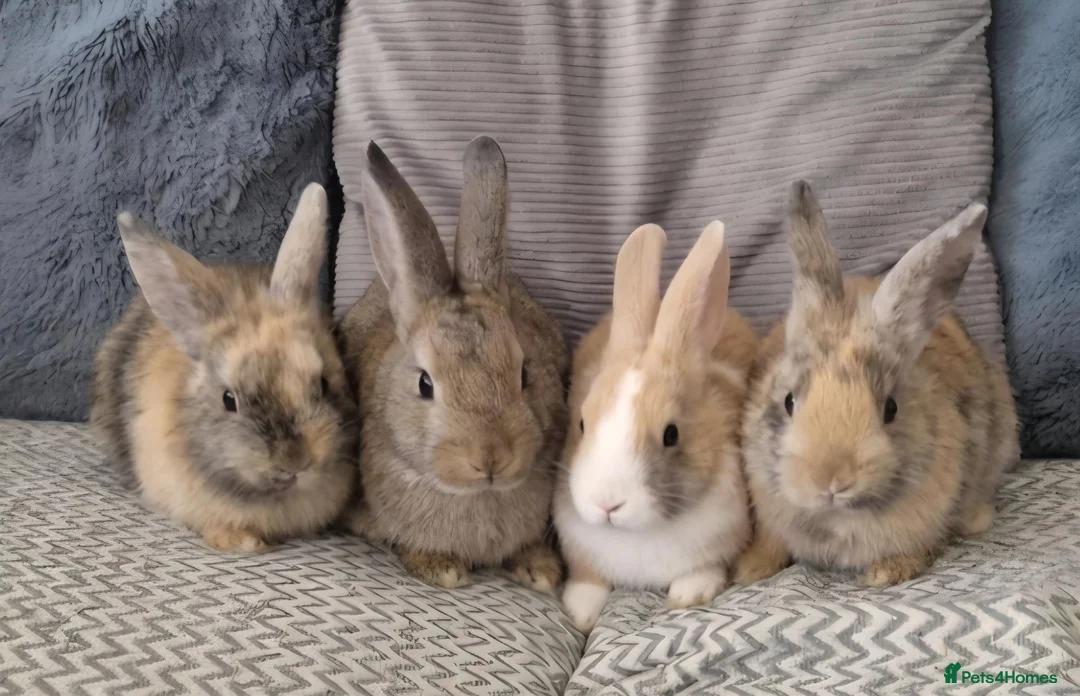 Mini Lion Lop rabbits for sale: Mini lion lops - Advert 1