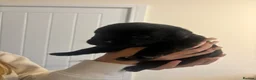 Mixed Breed dogs for sale: Labrotties  in Bristol - Advert 19