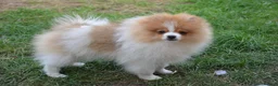 Pomeranian dogs for sale: PACO - Beautiful Pomeranian Boy - Advert 30