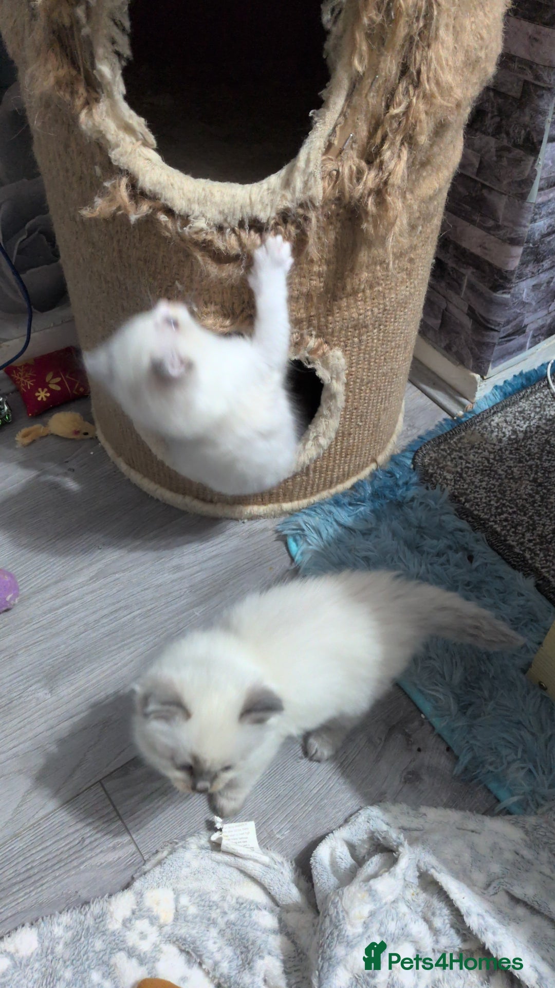 Ragdoll cats for sale: Stunning ragdolls - Advert 22