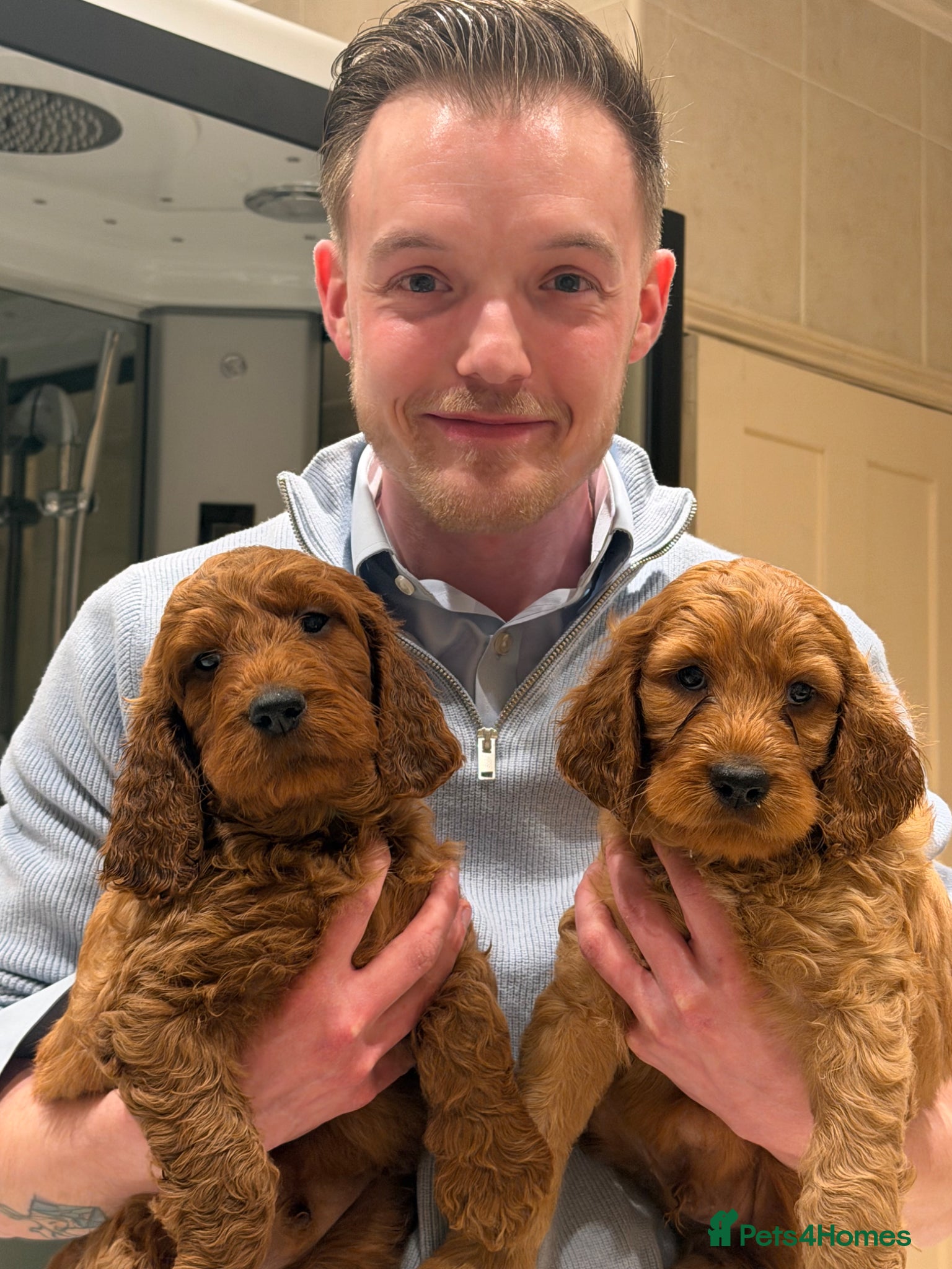 Irish Doodle dogs AVAILABLE NOW. Adorable Irish Doodle puppies - Advert 4