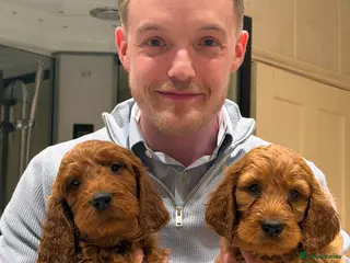 Irish Doodle dogs AVAILABLE NOW. Adorable Irish Doodle puppies - Advert 4