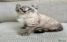 Savannah cats for sale: Awesome snow leopard Keetso male  - Image 10