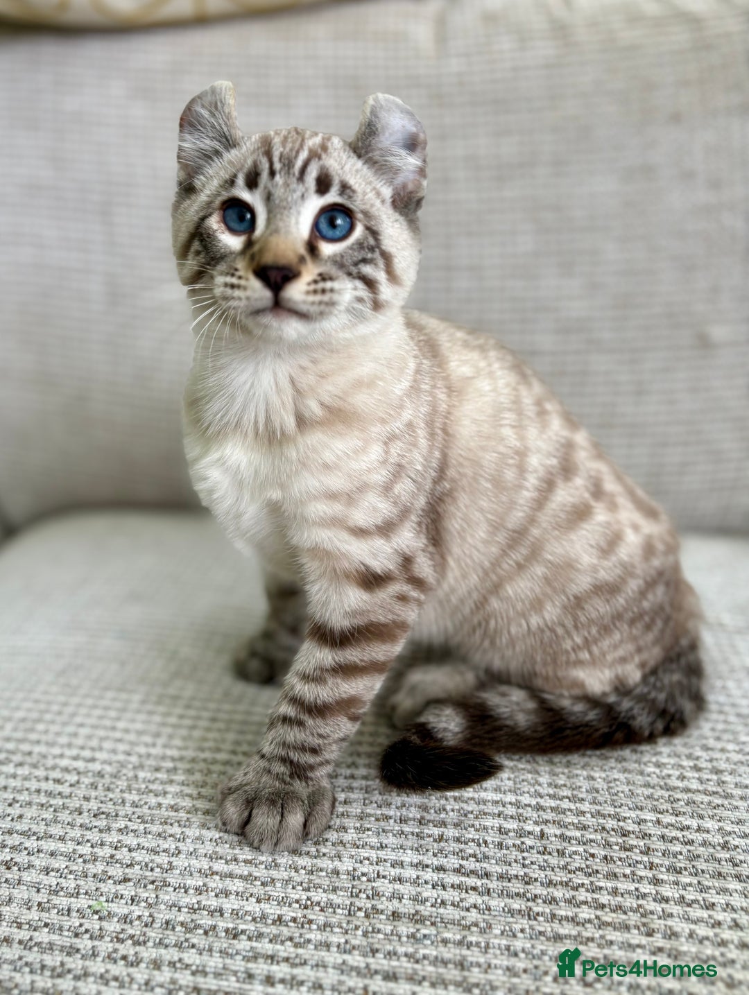 Savannah cats for sale: Awesome snow leopard Keetso male  - Image 10
