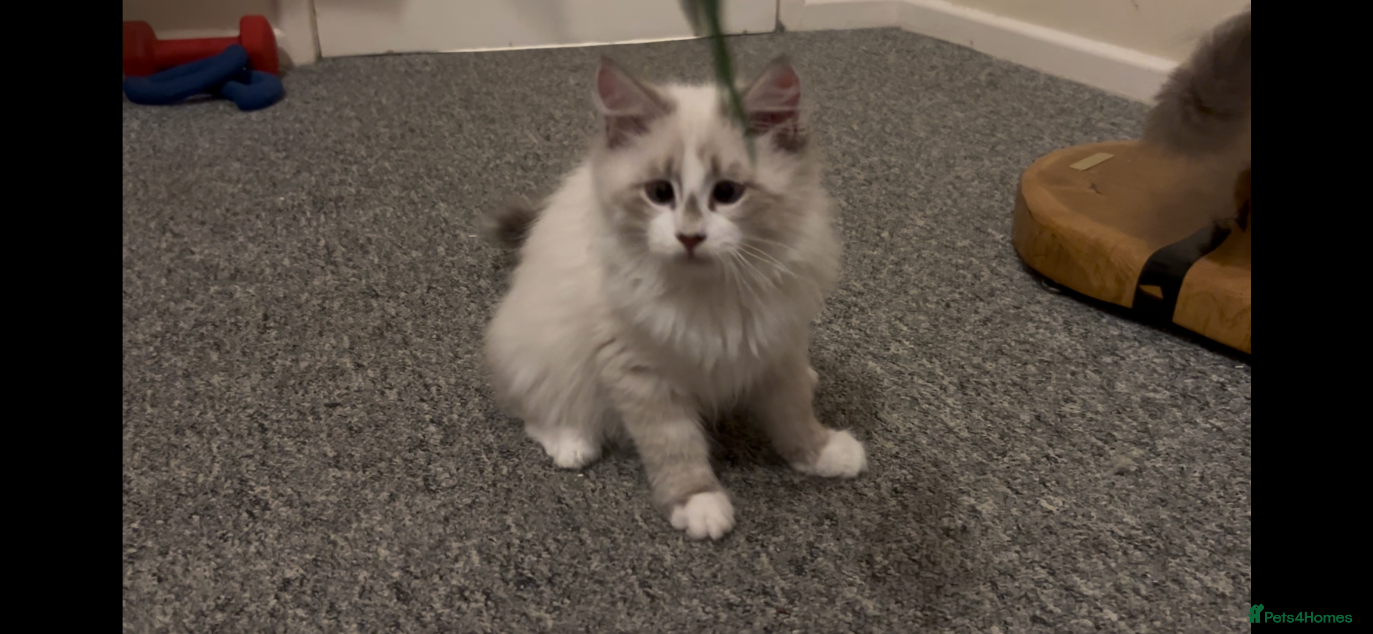 Siberian cats Sweet human friendly Siberians  - Advert 8