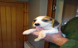 Beagle dogs for sale: Beagle puppies  - Image 1