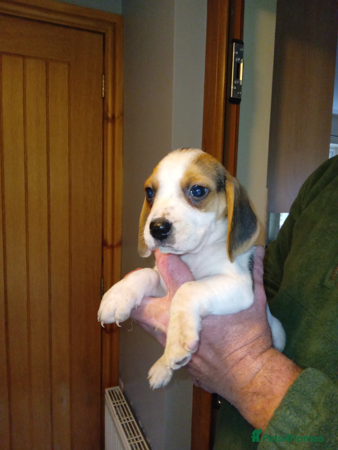 Beagle dogs for sale: Beagle puppies  - Image 1