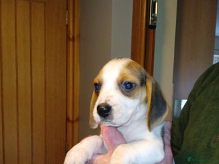 Beagle dogs - Advert 21