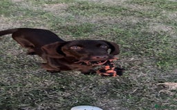 Mixed Breed dogs for sale: Bonnie, 9 months old - Image 5