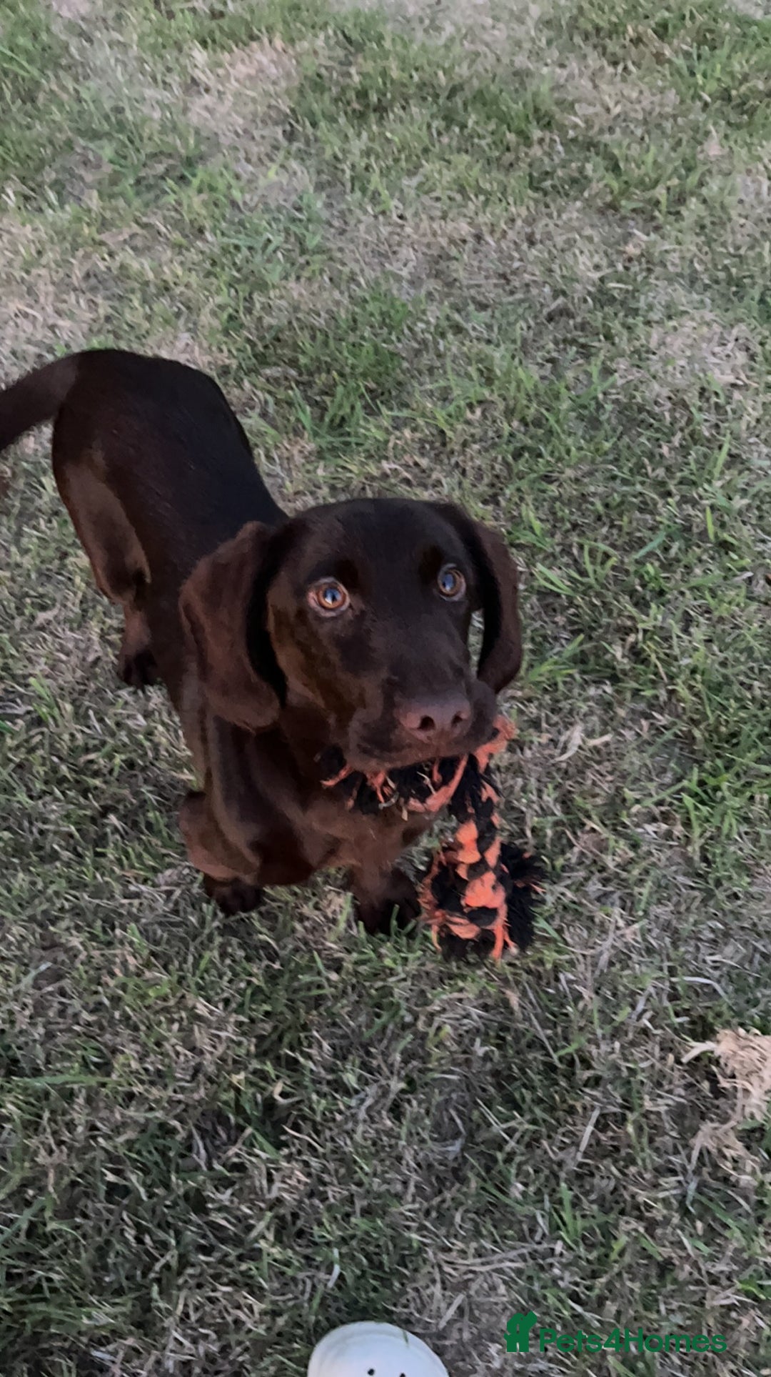 Mixed Breed dogs for sale: Bonnie, 9 months old - Image 5