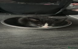 Mixed Breed cats for sale: 6 kittens for sale  - Image 5