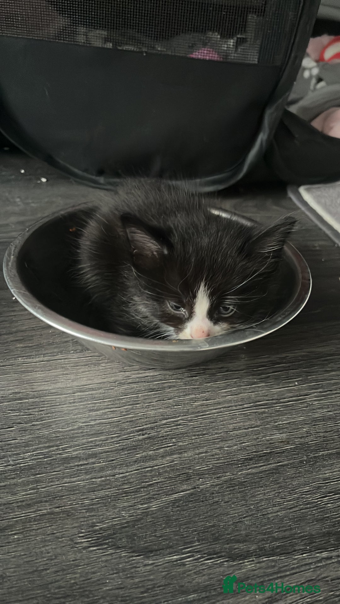 Mixed Breed cats for sale: 6 kittens for sale  - Image 5