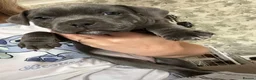 Staffordshire Bull Terrier dogs for sale: 👉 KC Blue Staffy Puppies – DNA Clear🔥 - Advert 4