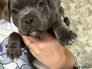 Staffordshire Bull Terrier dogs 👉 KC Blue Staffy Puppies – DNA Clear🔥 - Advert 1