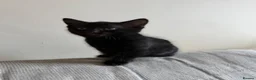 Mixed Breed cats for sale: Mixed kittens for sale in Alford - Advert 6