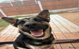 German Shepherd dogs for stud: 3/4 German shepherd- Enzo - Image 4