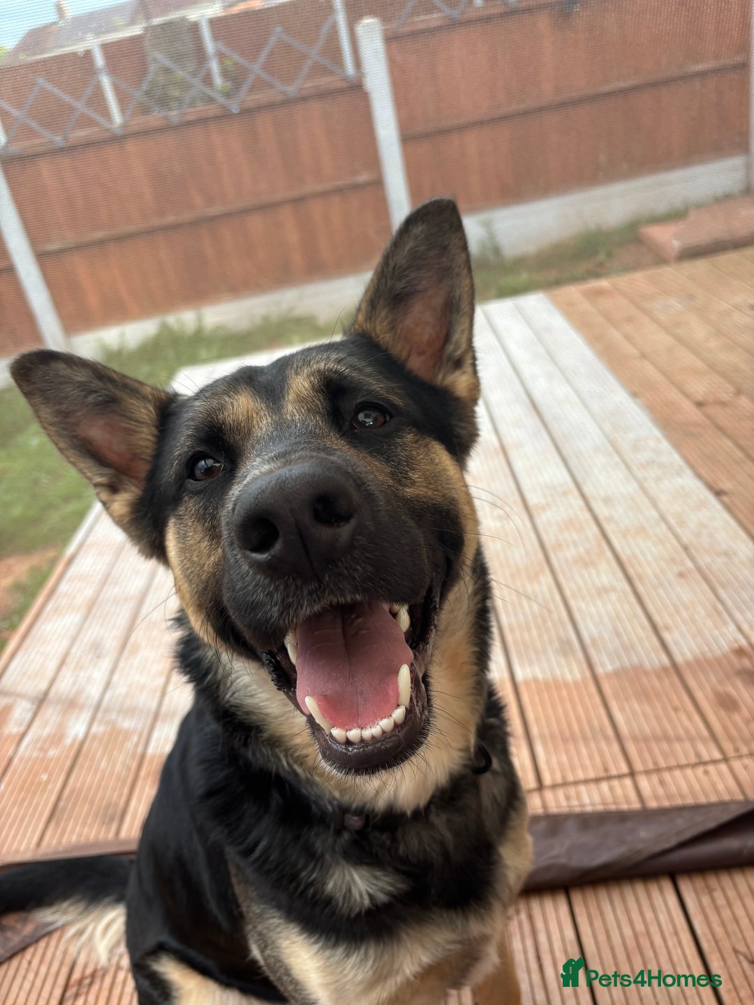 German Shepherd dogs for stud: 3/4 German shepherd- Enzo - Image 4