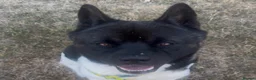 Akita dogs for sale: Zeus the most beautiful American Akita in Wokingham - Advert 11