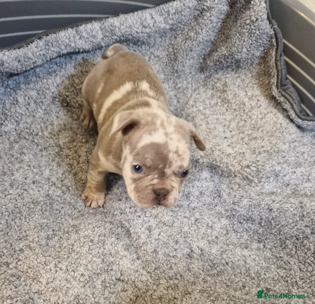 French Bulldog dogs for sale: Stunning dwkc merle french bulldogs  - Advert 20