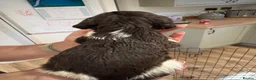 English Springer Spaniel dogs for sale: KC Registered English Springer Spaniel Puppies  - Advert 8
