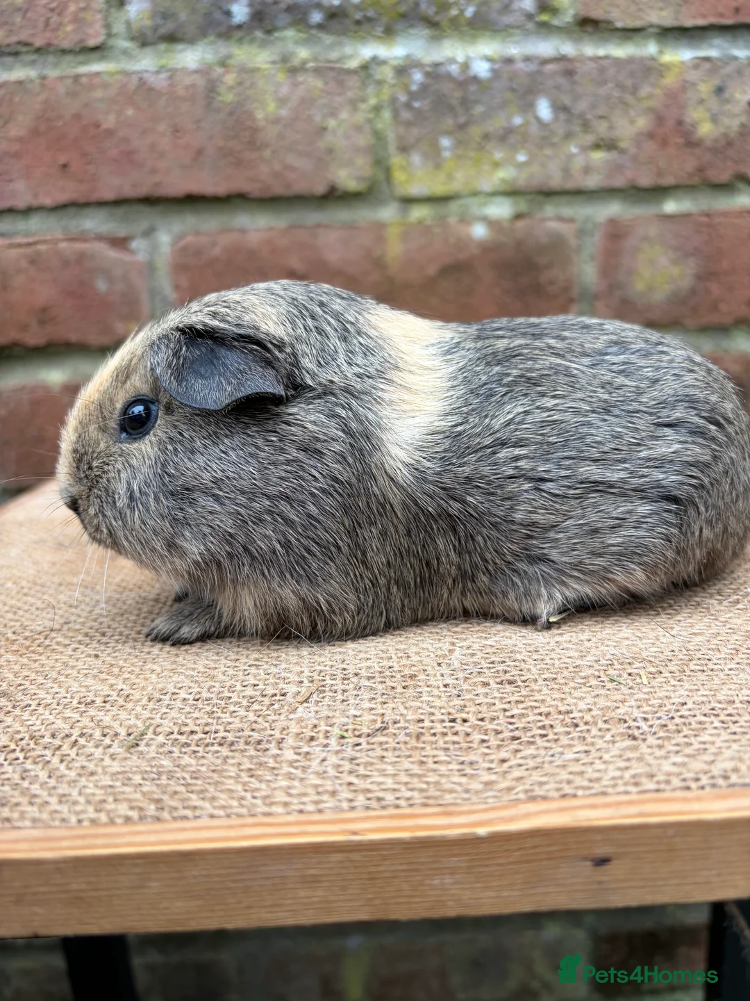 Guinea Pig rodents for sale: Two handsome brothers  - Advert 7