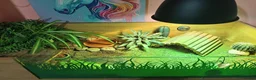 Tortoise reptiles for sale: Hermann tortoise  - Advert 4