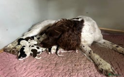 English Springer Spaniel dogs for sale: Working English springer spaniel puppies !!! - Image 3