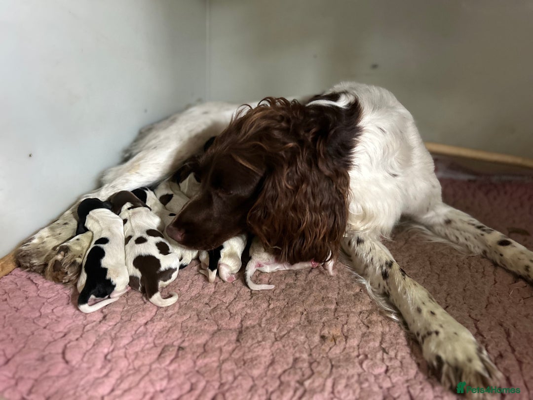 English Springer Spaniel dogs for sale: Working English springer spaniel puppies !!! - Image 3