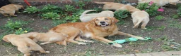 Golden Retriever dogs for sale: READY TO LEAVE Litter of Golden Retriever puppies - Advert 14