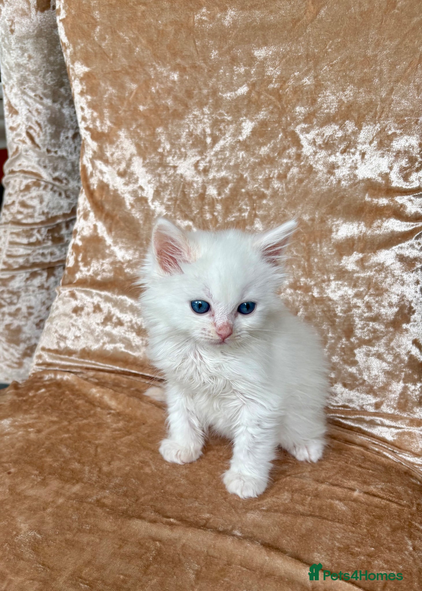 Ragdoll cats for sale: Beautiful ragdoll kittens - Advert 6